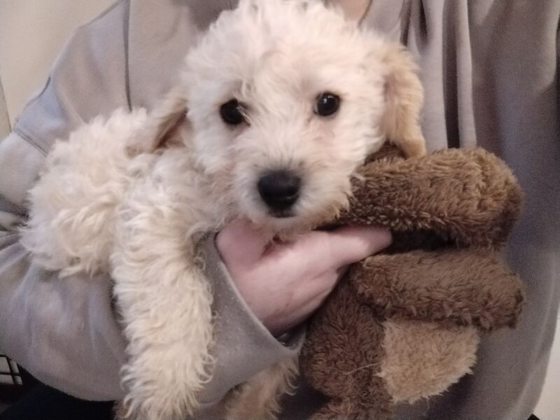 Poodle puppies for sale in Henton, Oxfordshire – 2 years old - Image 7 of 15