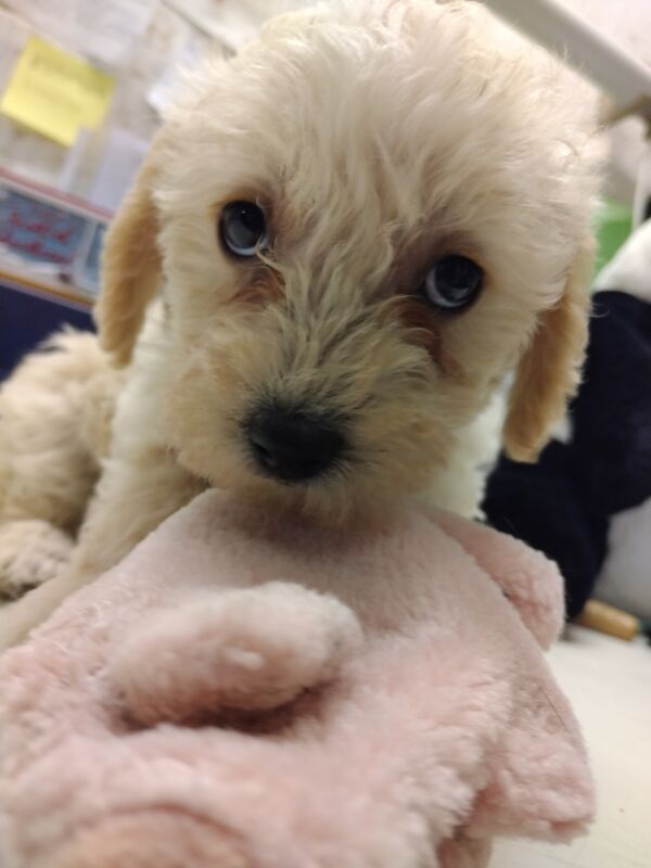 Poodle puppies for sale in Henton, Oxfordshire – 2 years old - Image 10 of 15