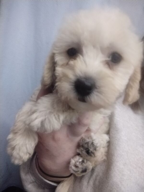 Poodle puppies for sale in Henton, Oxfordshire – 2 years old - Image 11 of 15