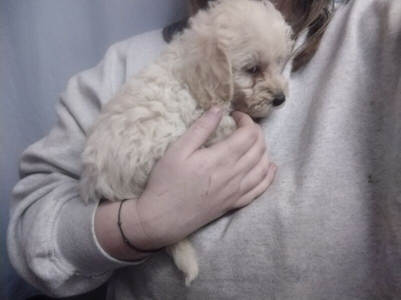 Poodle puppies for sale in Henton, Oxfordshire – 2 years old - Image 12 of 15