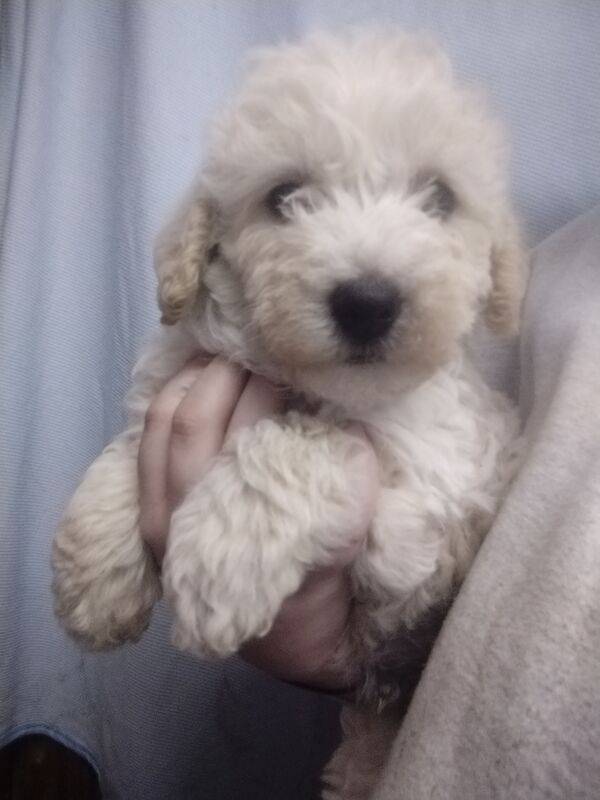 Poodle puppies for sale in Henton, Oxfordshire – 2 years old - Image 13 of 15