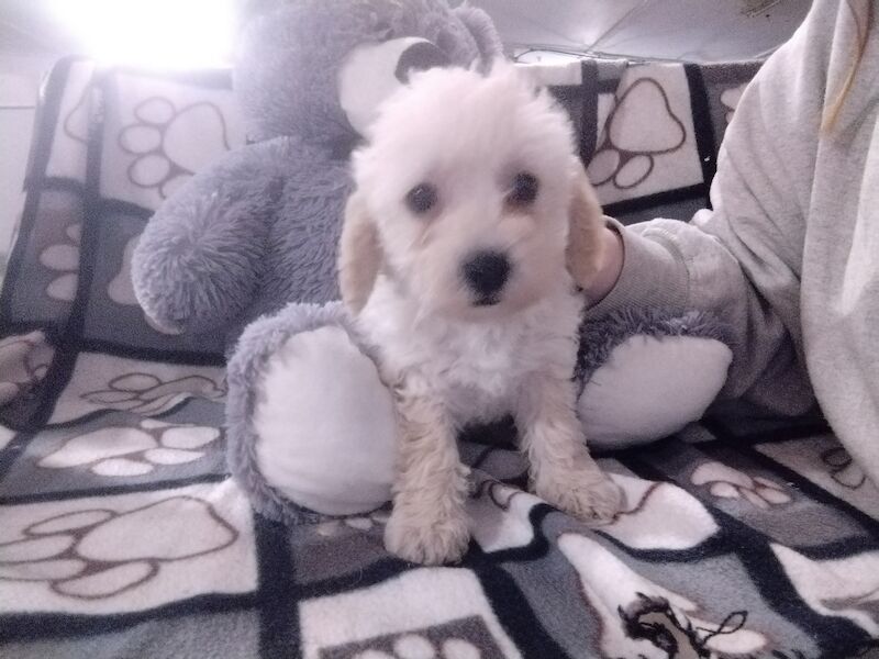 Poodle puppies for sale in Henton, Oxfordshire – 2 years old - Image 14 of 15