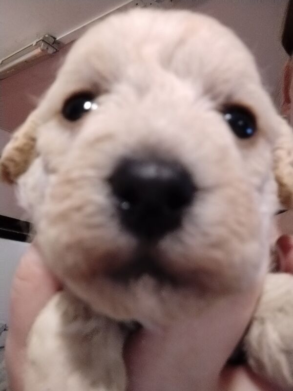 Poodle puppies for sale in Henton, Oxfordshire – 2 years old - Image 15 of 15