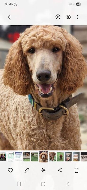 Poodle puppies for sale in Cholsey, Oxfordshire – 2 years old