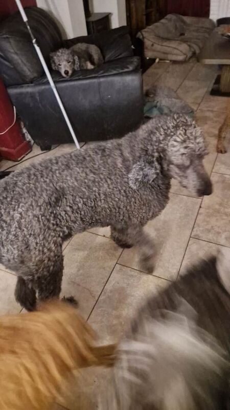 Poodle puppies for sale in Cholsey, Oxfordshire – 2 years old - Image 2 of 6