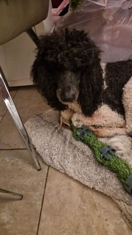 Poodle puppies for sale in Cholsey, Oxfordshire – 2 years old - Image 3 of 6