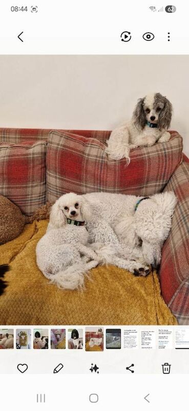 Poodle puppies for sale in Cholsey, Oxfordshire – 2 years old - Image 4 of 6