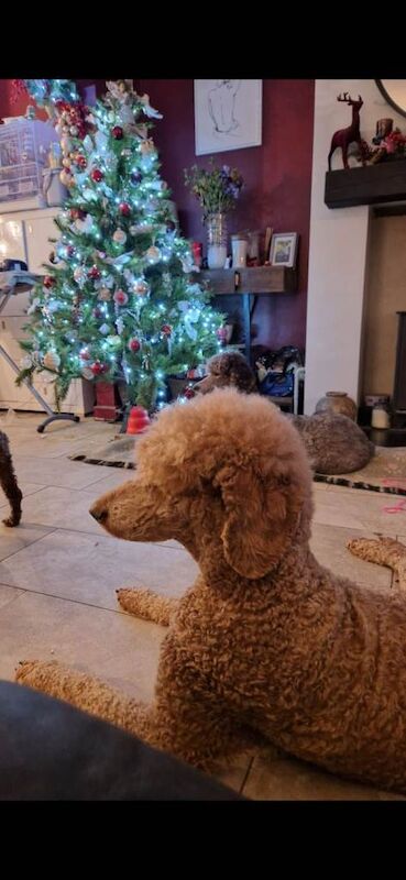 Poodle puppies for sale in Cholsey, Oxfordshire – 2 years old - Image 5 of 6
