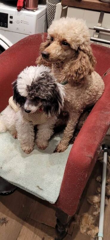 Poodle puppies for sale in Cholsey, Oxfordshire – 2 years old - Image 6 of 6