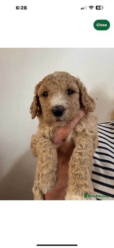 Poodle puppies for sale in Biddenden, Kent – 6 weeks old