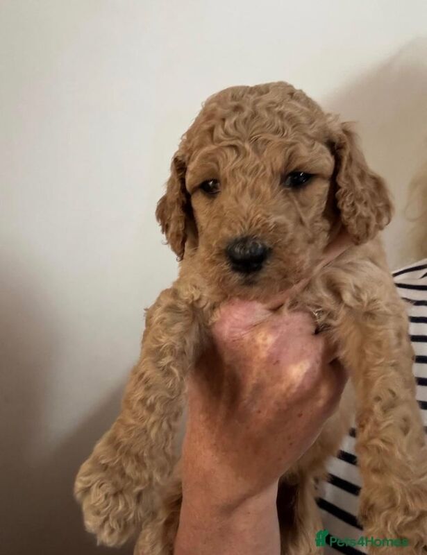 Poodle puppies for sale in Biddenden, Kent – 6 weeks old - Image 2 of 3