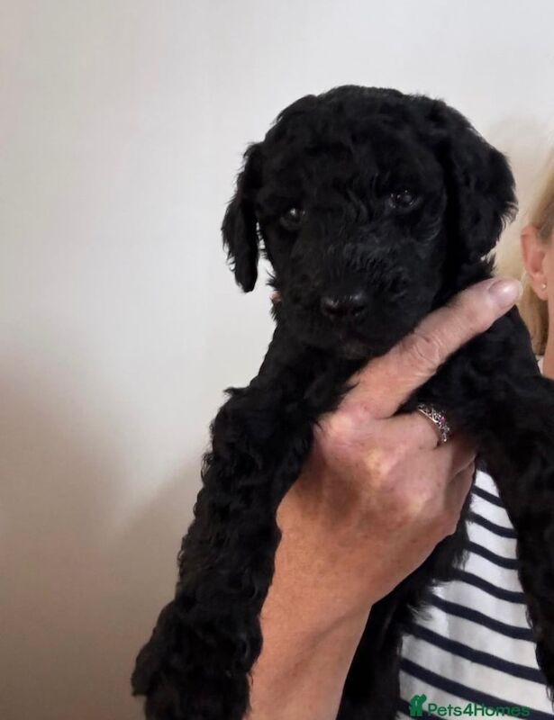 Poodle puppies for sale in Biddenden, Kent – 6 weeks old - Image 3 of 3