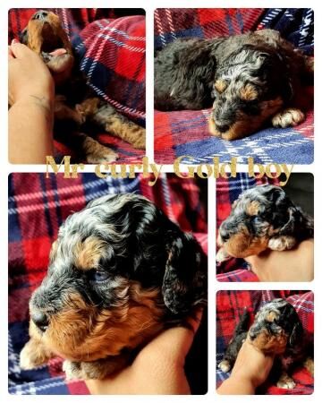 Poodle puppies for sale in Basildon, Essex – 1 year old - Image 2 of 5