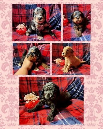 Poodle puppies for sale in Basildon, Essex – 1 year old - Image 3 of 5