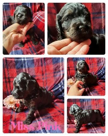 Poodle puppies for sale in Basildon, Essex – 1 year old - Image 4 of 5