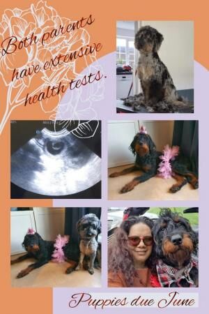 Poodle puppies for sale in Basildon, Essex – 1 year old - Image 5 of 5