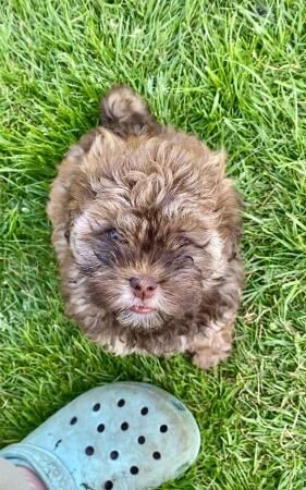 Beautiful shihpoo girl puppy ready now for sale in Basildon, Essex