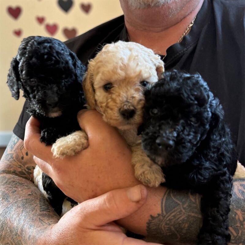 Beautiful small Miniature Poodle Puppies