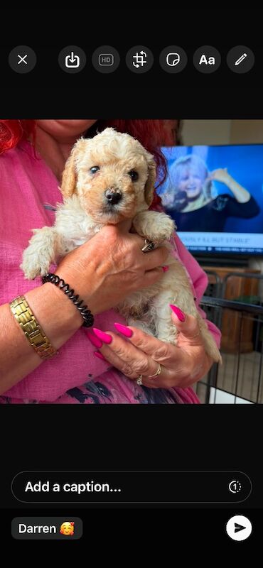 Beautiful small Miniature Poodle Puppies - Image 2 of 7