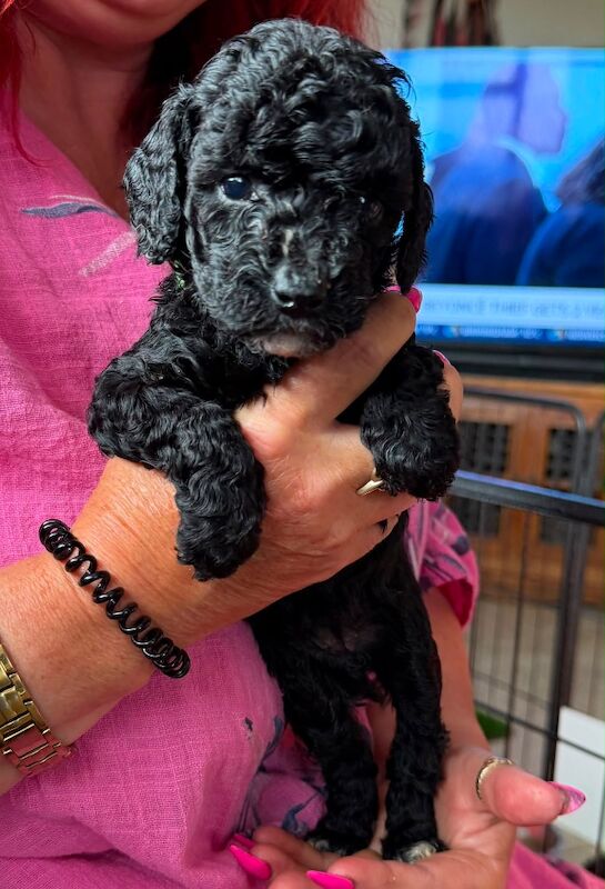 Beautiful small Miniature Poodle Puppies - Image 3 of 7