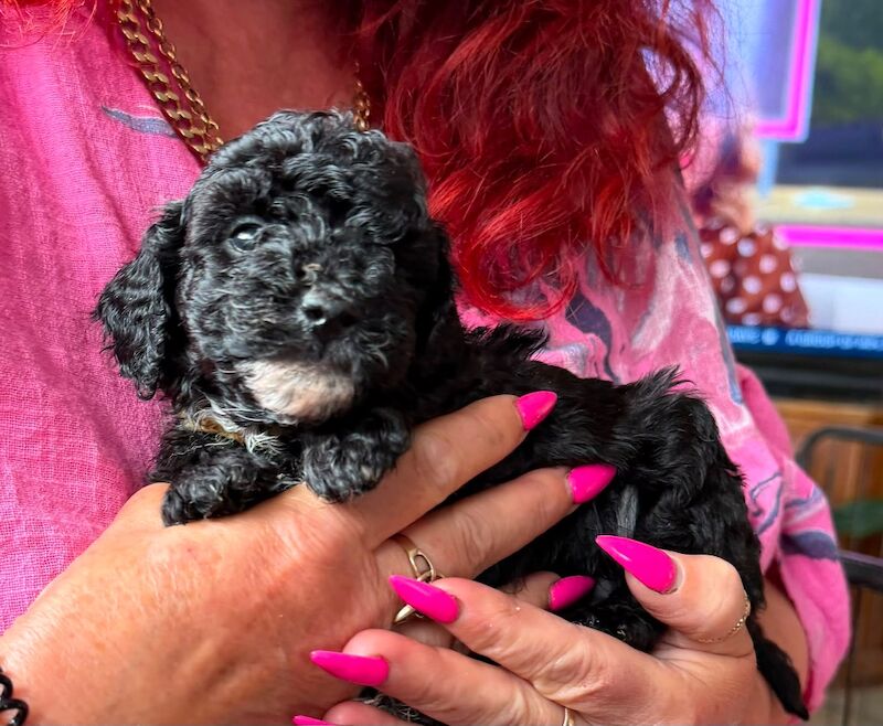 Beautiful small Miniature Poodle Puppies - Image 4 of 7
