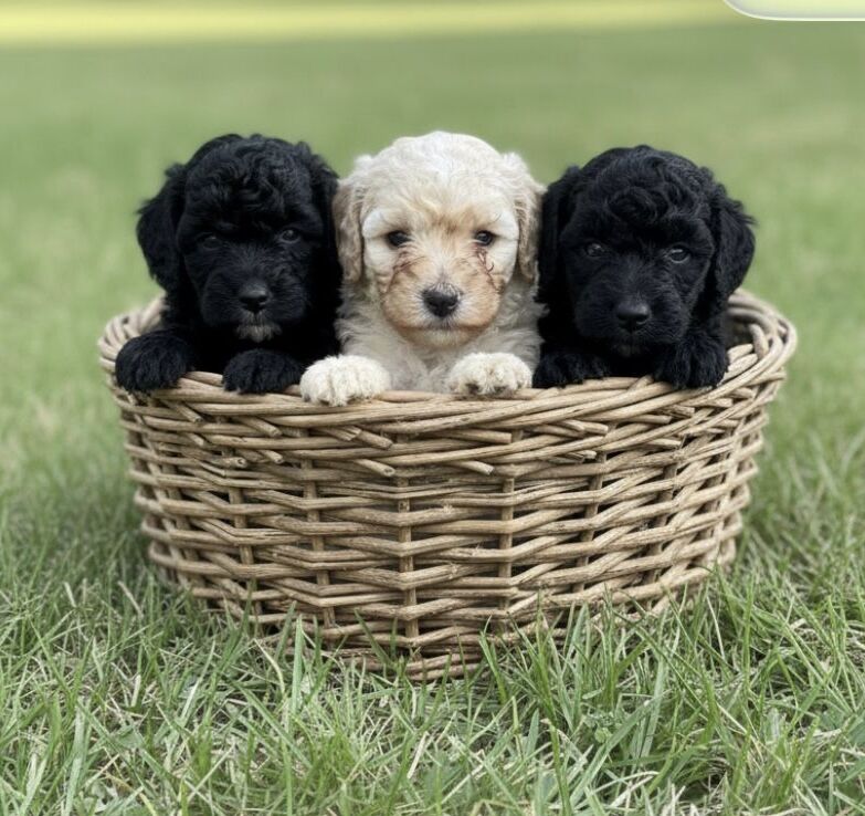 Beautiful small Miniature Poodle Puppies - Image 5 of 7