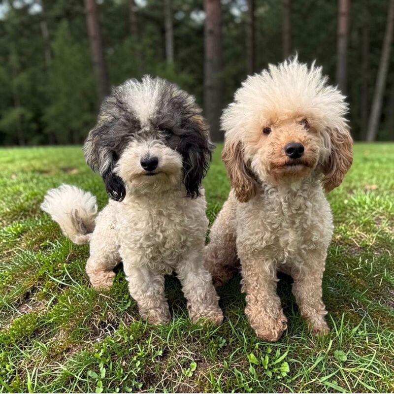 Beautiful small Miniature Poodle Puppies - Image 6 of 7