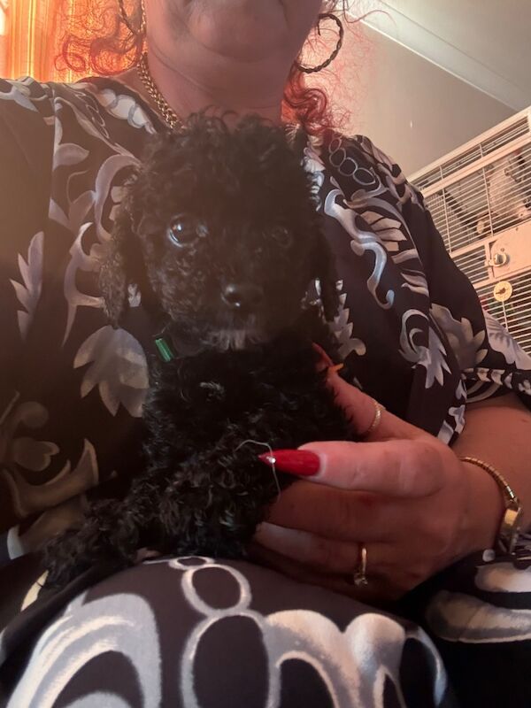 Beautiful small Miniature Poodle Puppies - Image 7 of 7