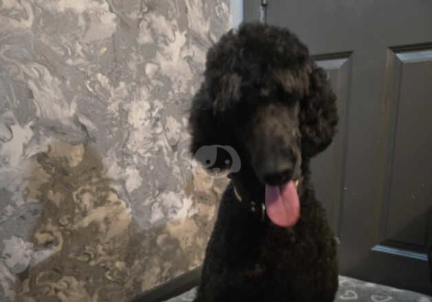 Poodle puppies for sale in Skelmersdale, Lancashire – 3 years old - Image 1 of 2