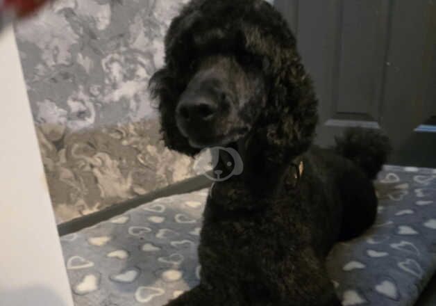 Poodle puppies for sale in Skelmersdale, Lancashire – 3 years old - Image 2 of 2