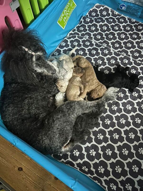 Poodle puppies for sale in Royal Wootton Bassett, Wiltshire – KC registered, 3 months old