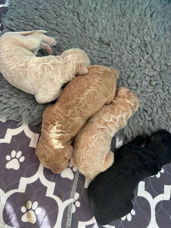 Poodle puppies for sale in Royal Wootton Bassett, Wiltshire – KC registered, 10 weeks old - Image 2 of 4