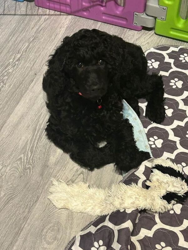 Poodle puppies for sale in Royal Wootton Bassett, Wiltshire – KC registered, 10 weeks old - Image 3 of 4