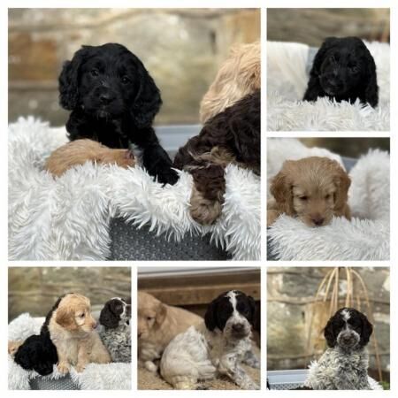 Beautiful Toy Cockerpoo Puppies Ready Now 3 girls available for sale in Llanfair Dyffryn Clwyd, Denbighshire