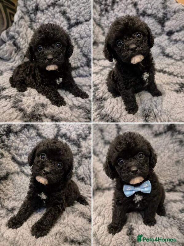 Beautiful Toy poodle - Image 2 of 3