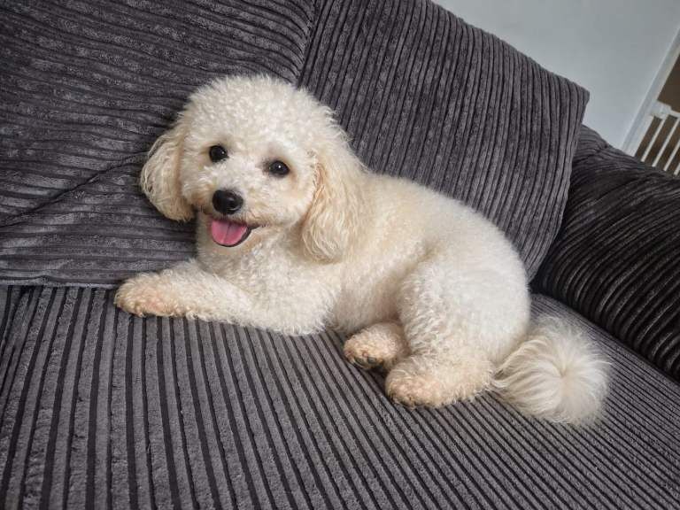 Beautiful Toy poodle - Image 3 of 3