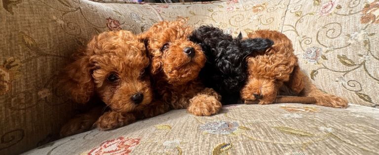 Poodle Puppies For Sale