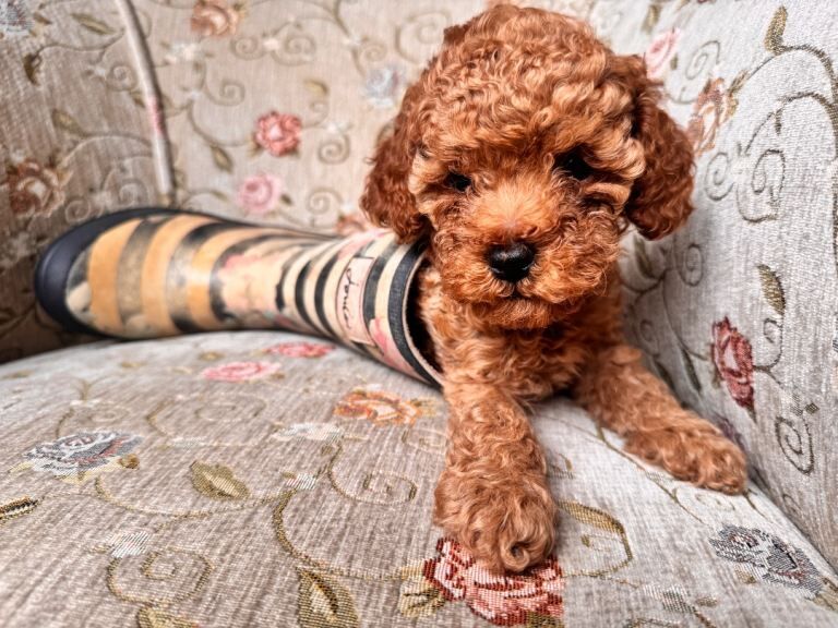 Beautiful Toy Poodle Boys Looking for Their Forever Homes Leeds - Image 2 of 5