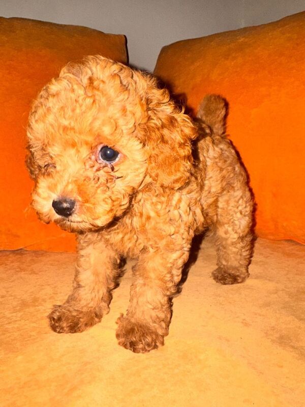 Beautiful Toy Poodle Boys Looking for Their Forever Homes Leeds - Image 3 of 5