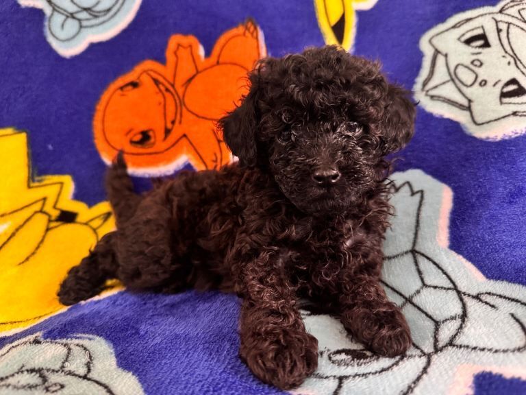 Beautiful Toy Poodle Boys Looking for Their Forever Homes Leeds - Image 4 of 5