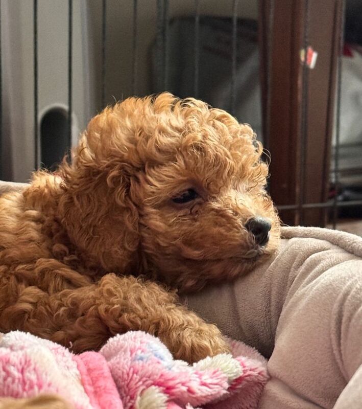Beautiful Toy Poodle Boys Looking for Their Forever Homes Leeds - Image 5 of 5