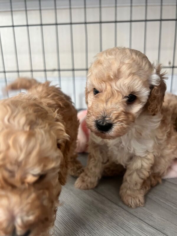Beautiful Toy Poodle Puppies – 3 Apricot Girls & 1 Apricot Boy – Ready 23rd July