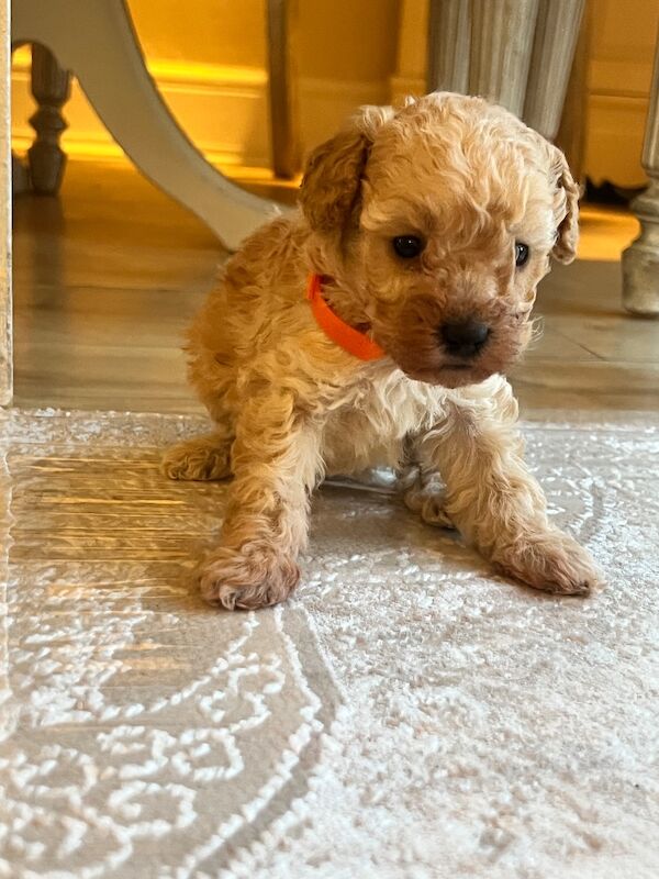 Beautiful Toy Poodle Puppies – 3 Apricot Girls & 1 Apricot Boy – Ready 23rd July