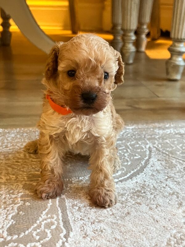 Beautiful Toy Poodle Puppies – 3 Apricot Girls & 1 Apricot Boy – Ready 23rd July - Image 3 of 17