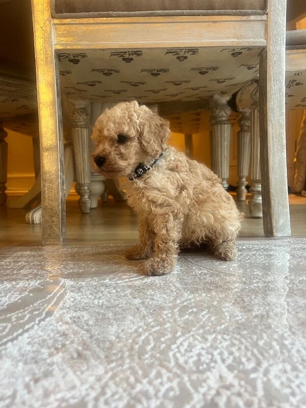 Beautiful Toy Poodle Puppies – 3 Apricot Girls & 1 Apricot Boy – Ready 23rd July - Image 4 of 17