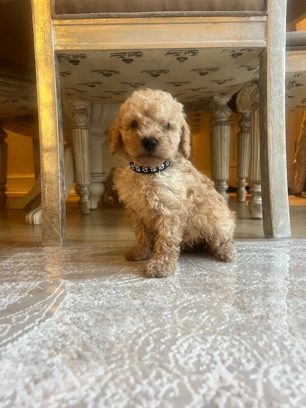 Beautiful Toy Poodle Puppies – 3 Apricot Girls & 1 Apricot Boy – Ready 23rd July - Image 5 of 17