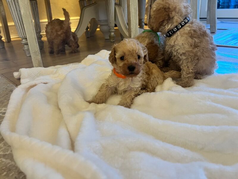 Beautiful Toy Poodle Puppies – 3 Apricot Girls & 1 Apricot Boy – Ready 23rd July - Image 6 of 17