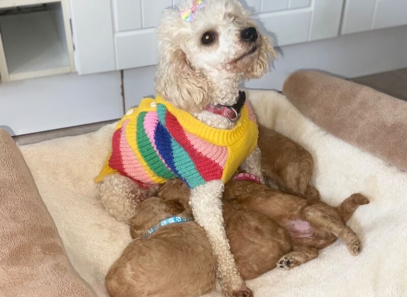 Beautiful Toy Poodle Puppies – 3 Apricot Girls & 1 Apricot Boy – Ready 23rd July - Image 7 of 17