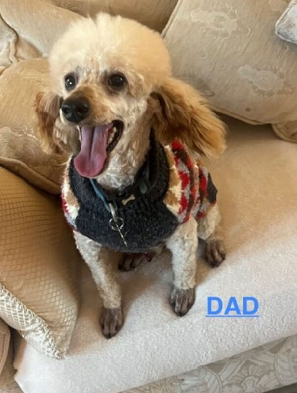 Beautiful Toy Poodle Puppies – 3 Apricot Girls & 1 Apricot Boy – Ready 23rd July - Image 8 of 17