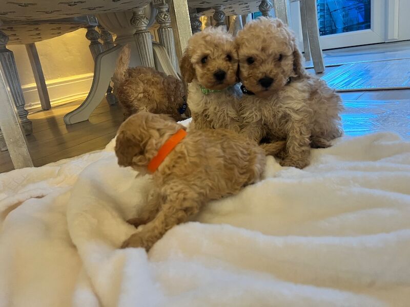 Beautiful Toy Poodle Puppies – 3 Apricot Girls & 1 Apricot Boy – Ready 23rd July - Image 9 of 17